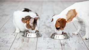 Яка різниця: чи можна подарувати котячу їжу собакам